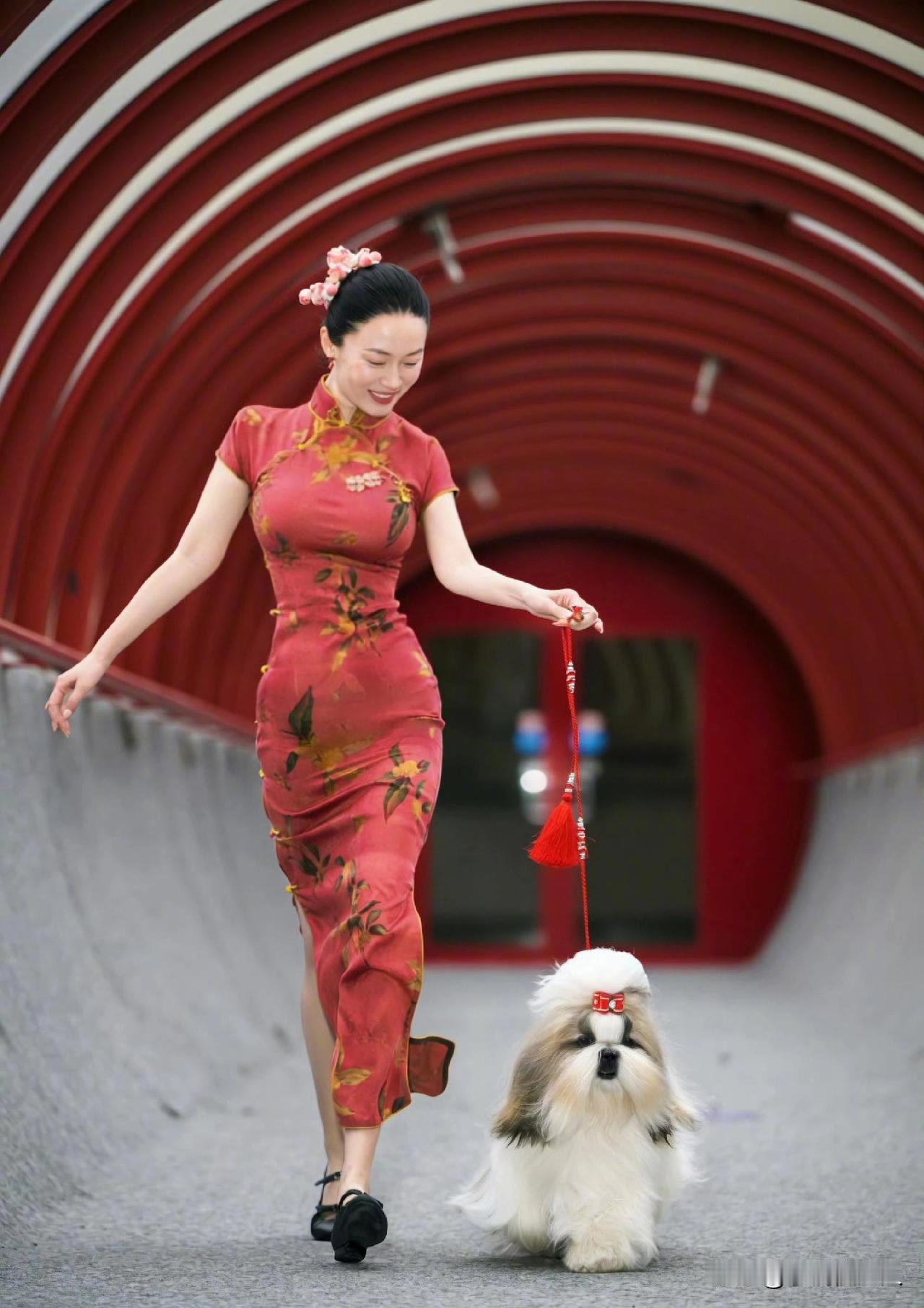 中国犬战胜1万1千多只外国小狗！

明星霍思燕，带着自己的“中国西施犬”，在比利