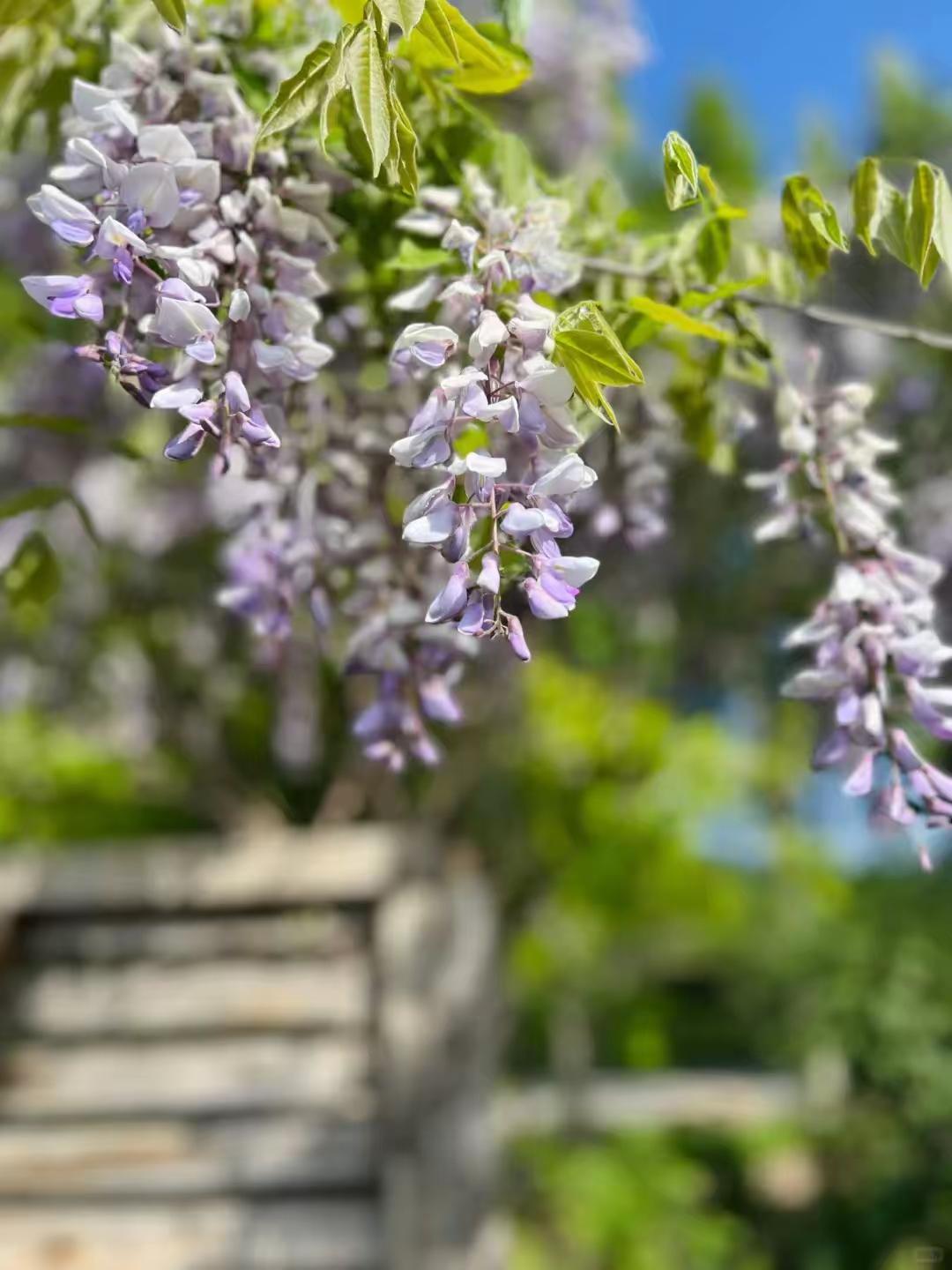 别等关节“报废”才重视！手臂2个穴，护膝松肩超简单
 
膝盖疼、肩膀僵，爬楼抬臂