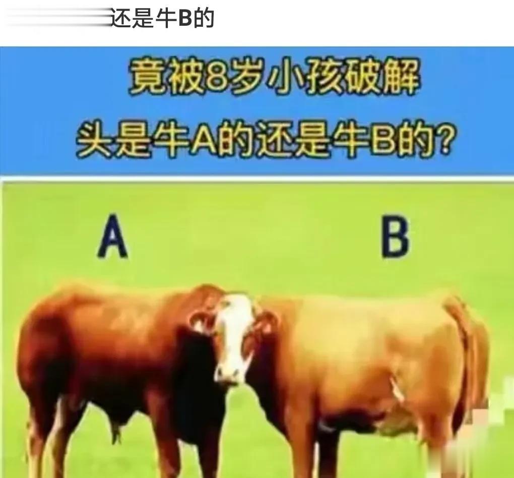  
大家看看这两头牛，这个牛头是A还是B的。
一个非常奇特的视角。
这是乡村独有