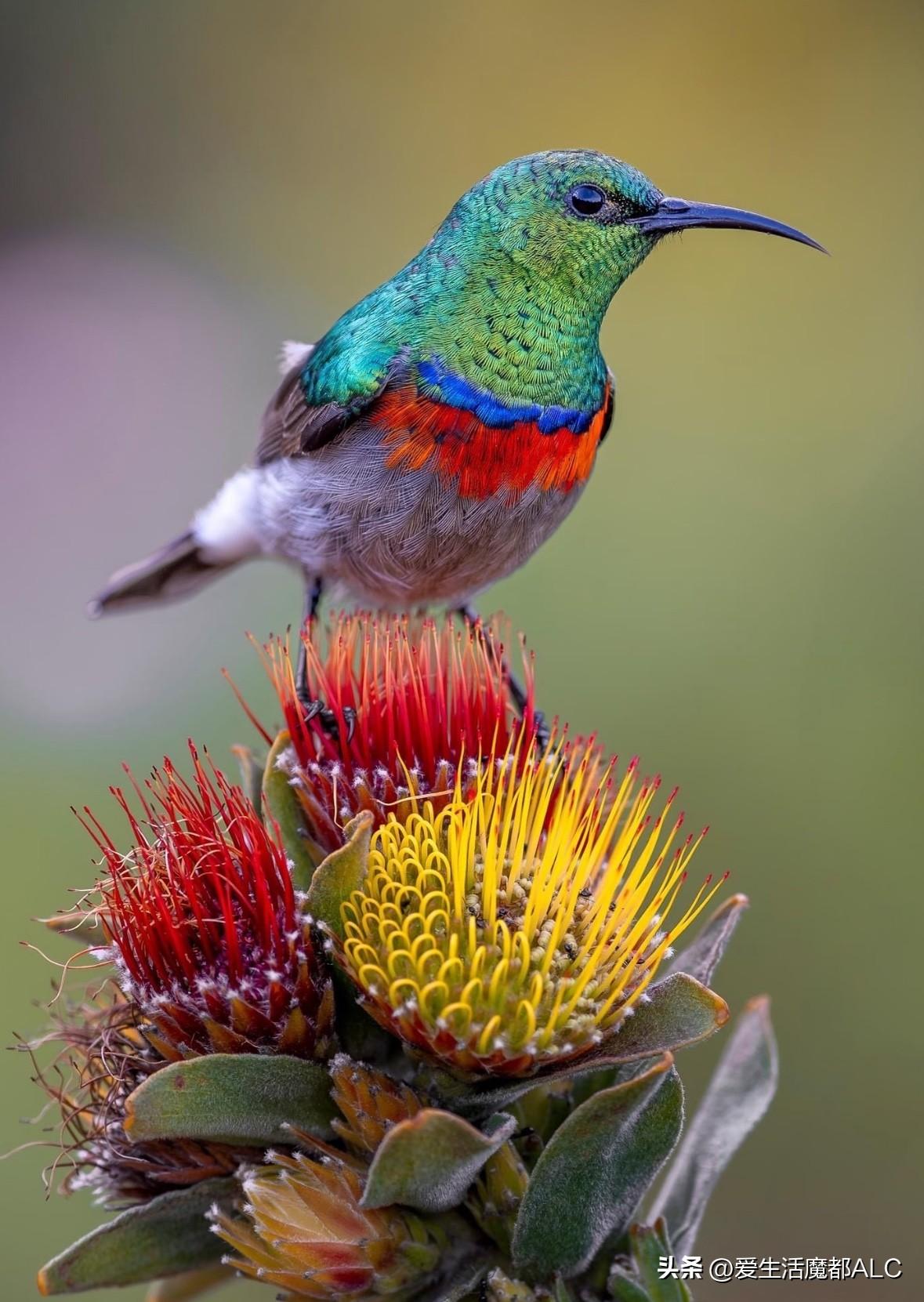 A little bird takes a brief rest upon a 