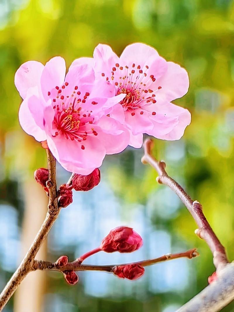 饮马歌 · 春华

枝头花蕊俏。破腊迎春早。瓣香丛中绕。晕红风摇少。翠波飞，绿萼