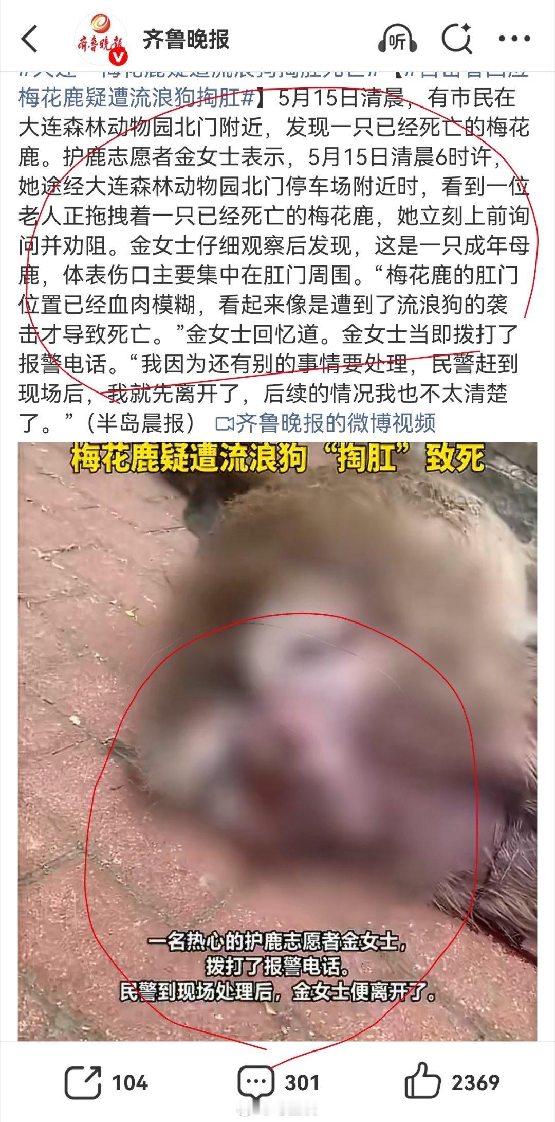 大连一梅花鹿疑遭流浪狗掏肛死亡 看看《野性的呼唤》，在看看澳洲的现状，流浪狗一旦