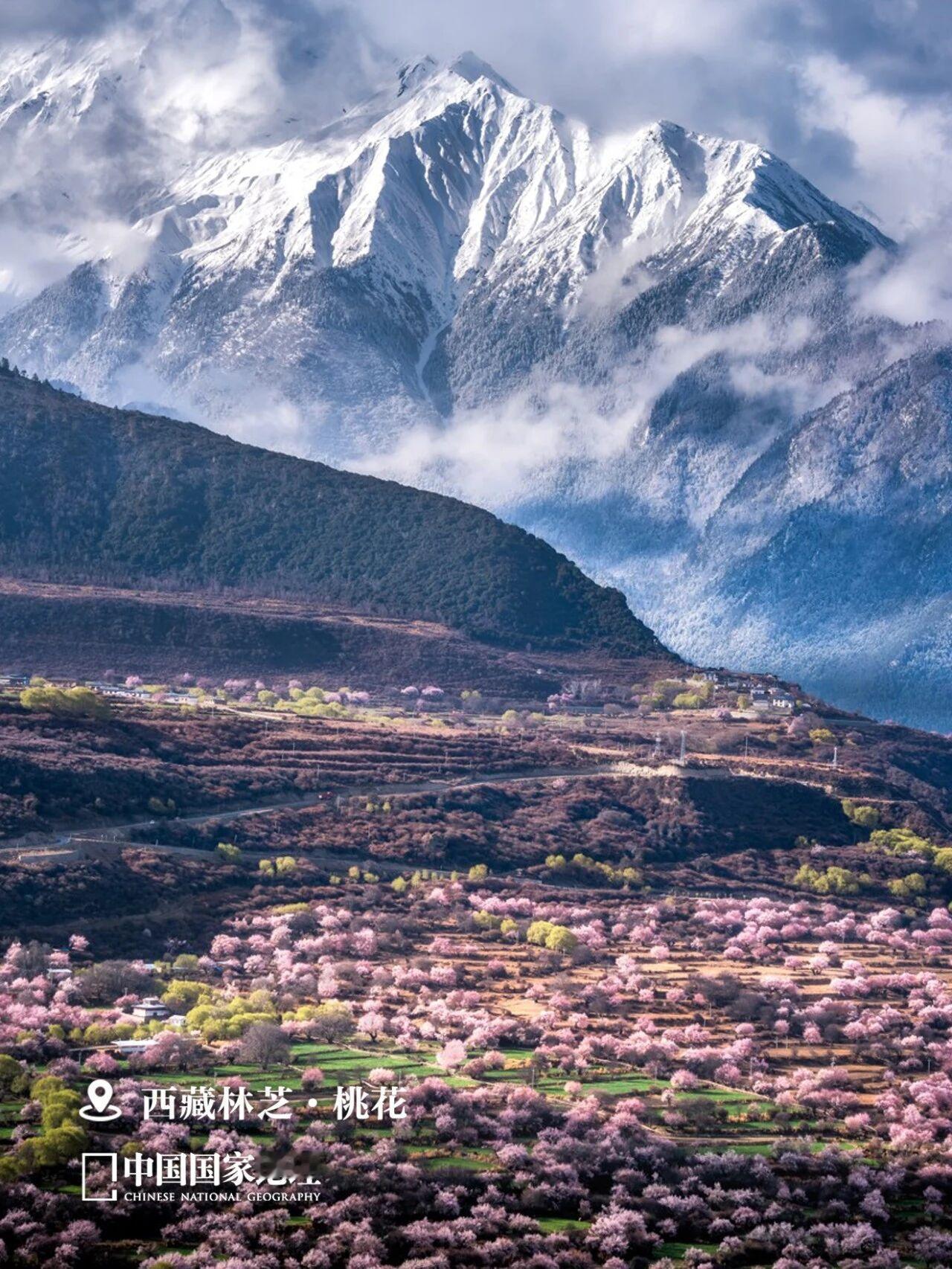 在我国那些最为壮阔的天地间，春天的到来往往伴随着严苛考验。这里的植物“低调”地积