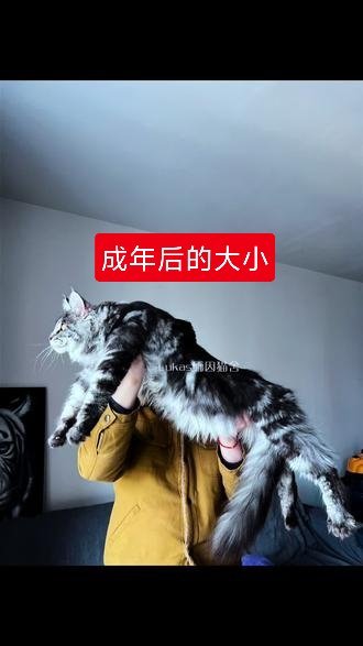《现在只有三斤，长大至少10斤》哪位家庭条件不错的朋友，能不能领养一下这个猫？农