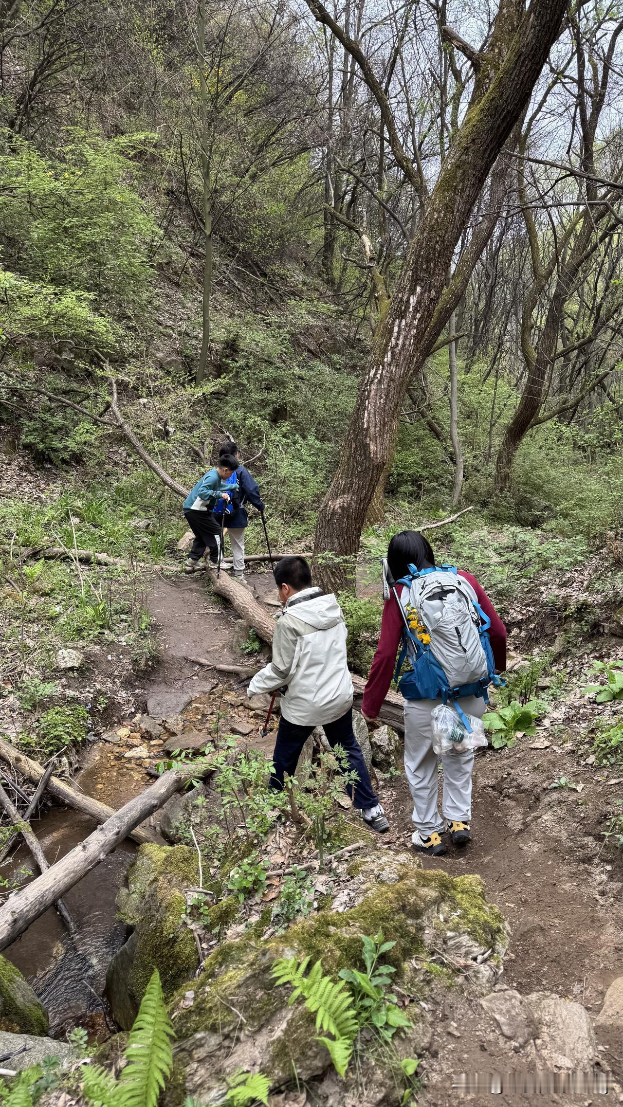 周末去秦岭看漫山白鹃梅，看到有好多带着孩子来爬山的，为他们的勇敢加油秦岭杜鹃花海
