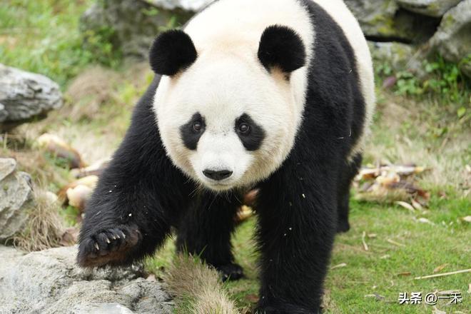 痛心！杭州两只国宝大熊猫离世，官方通报来了
 
各位关注国宝的朋友们，今天这条消