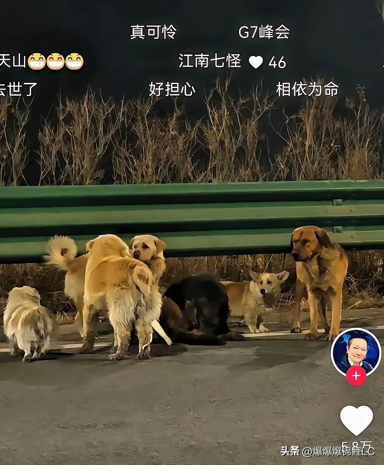 有时候真得承认，有些人的义气，在狗面前连渣都不剩。

吉林一个屯子的7只狗被偷狗