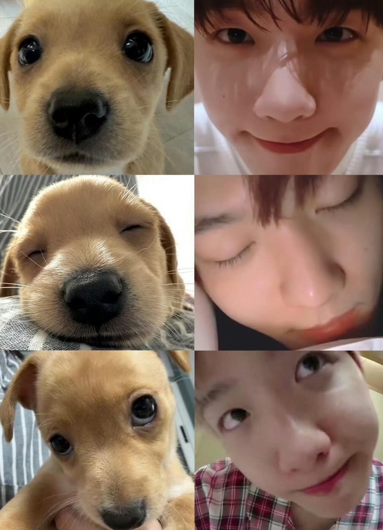 边伯贤好萌啊…狗脑袋好萌啊…狗眼睛好萌啊…狗鼻子好萌啊…狗嘴巴好萌啊…狗耳朵好萌