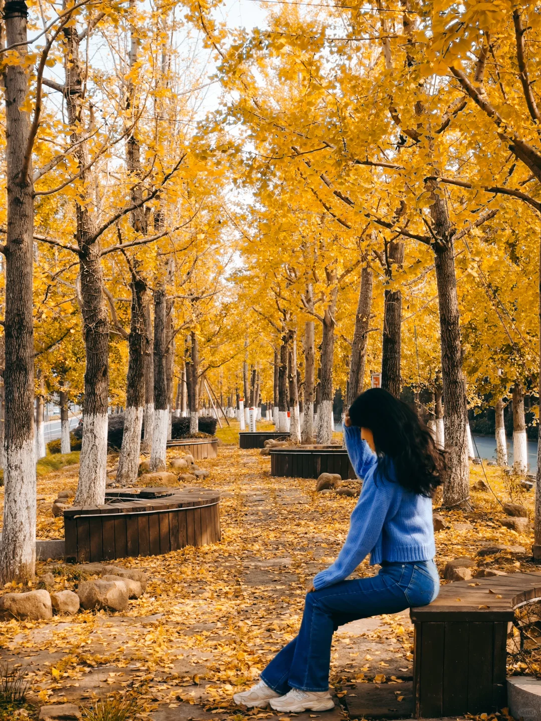 良渚有自己的杨家村🍁长达1km的银杏大道‼️