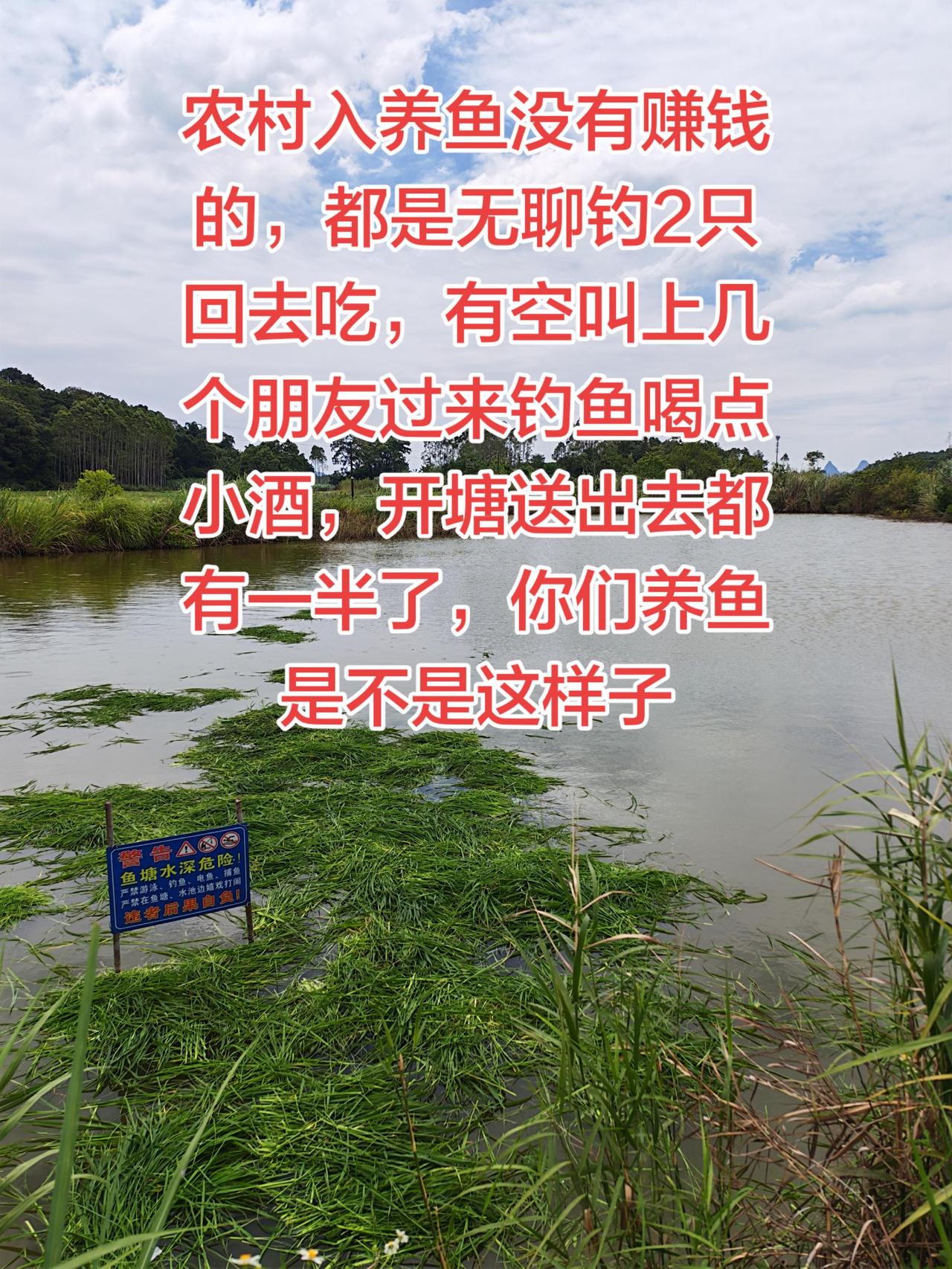 农村人养鱼是不是这样？养的是人情养鱼 养鱼日记 农村生活 三农