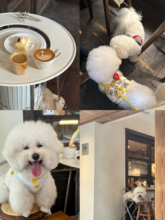 小狗探店 │ OOTD 🐶☕️