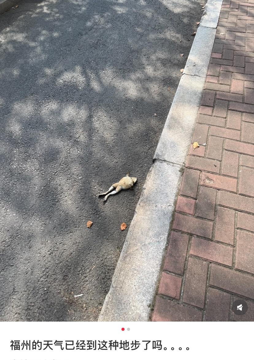 福州的天气热到青蛙都躺平了