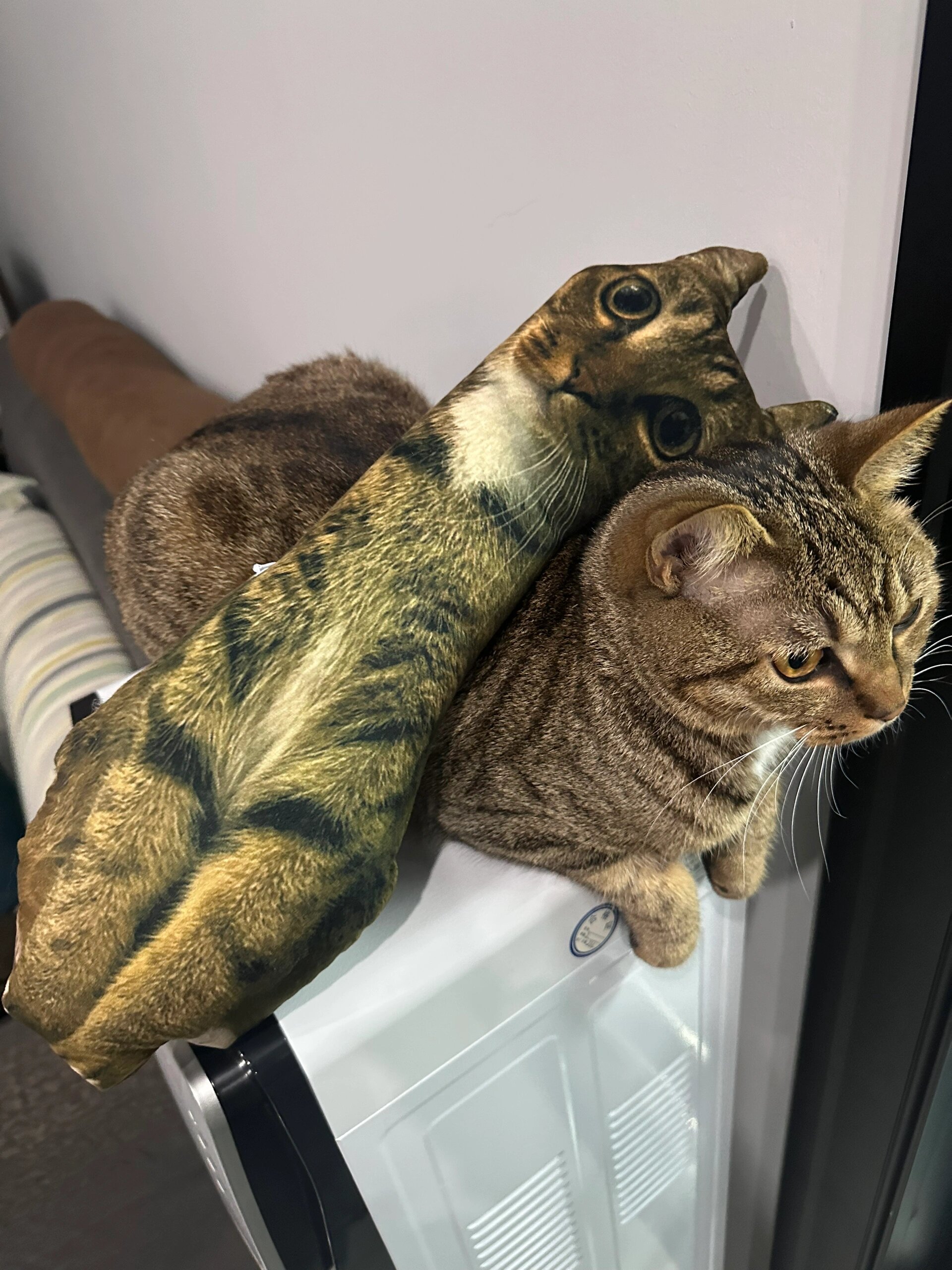 商家你怎么敢的！做的猫猫周边是本猫都嫌弃的程度#春日cityhappy计划# ​