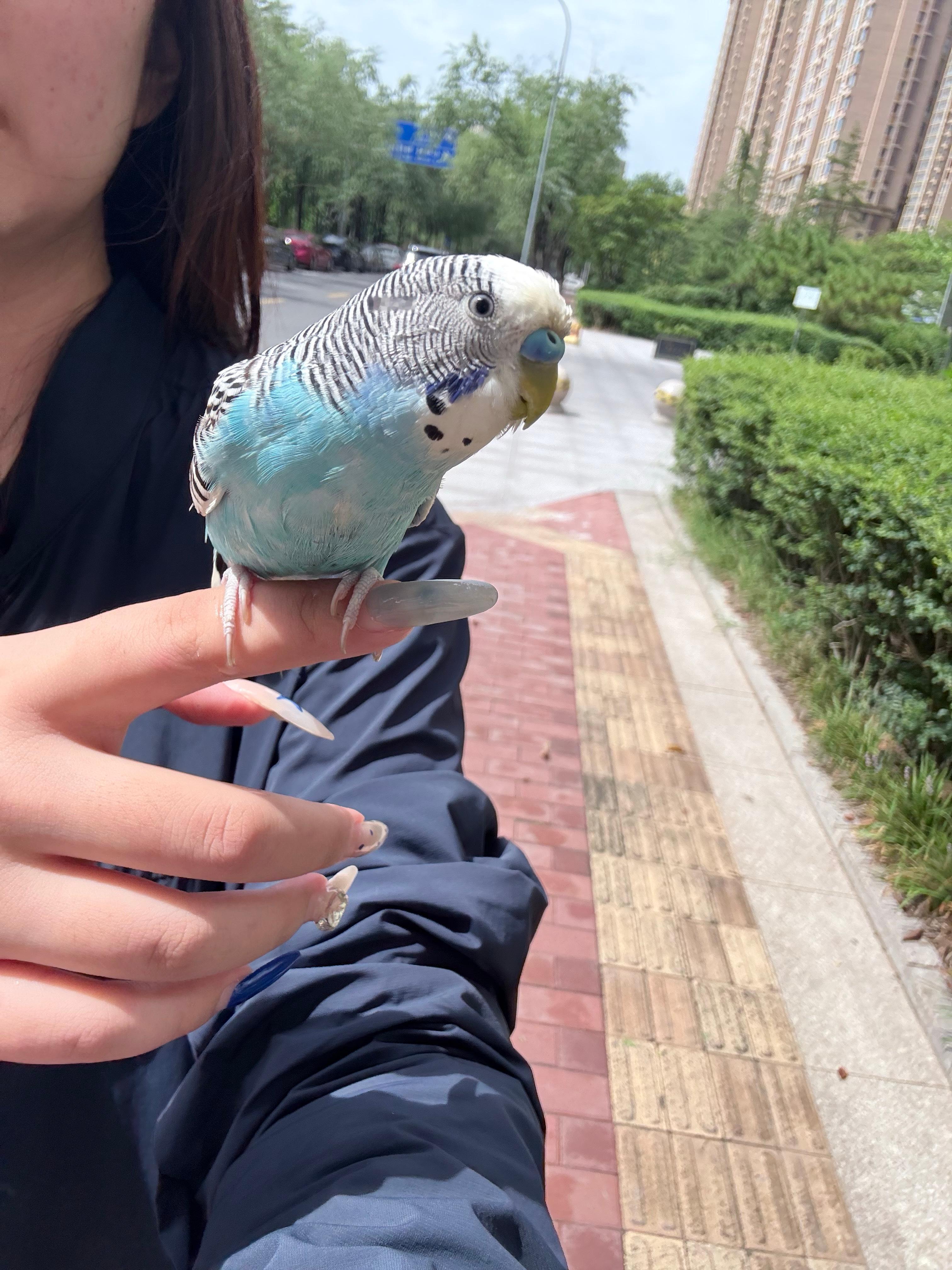 虽然懂你和我出门很激动，但是能不能收起这副没见过世面的表情，鸟就应该有个鸟样。 