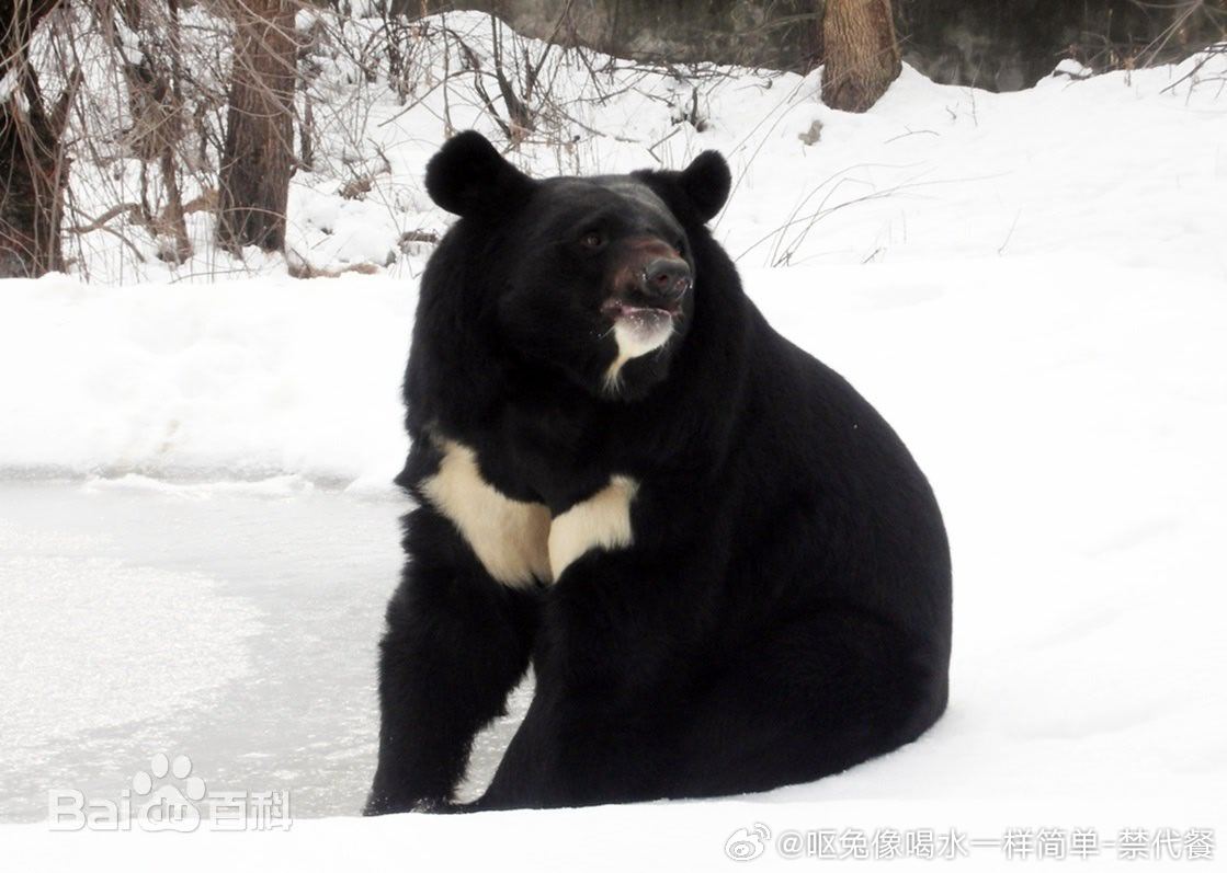 14062🐻【黑熊精】申请参演熊出没 