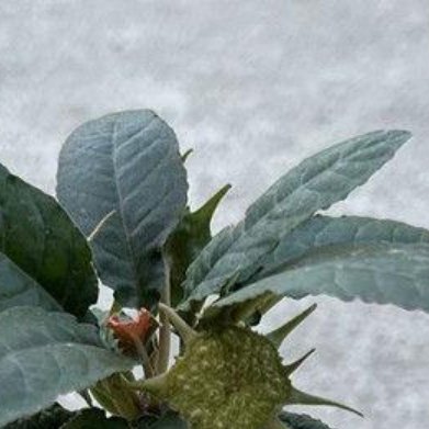 绵叶琉桑（小众块根植物，造型独特）外观：胖胖肉质块根主干，波浪边绒毛叶片，生长期