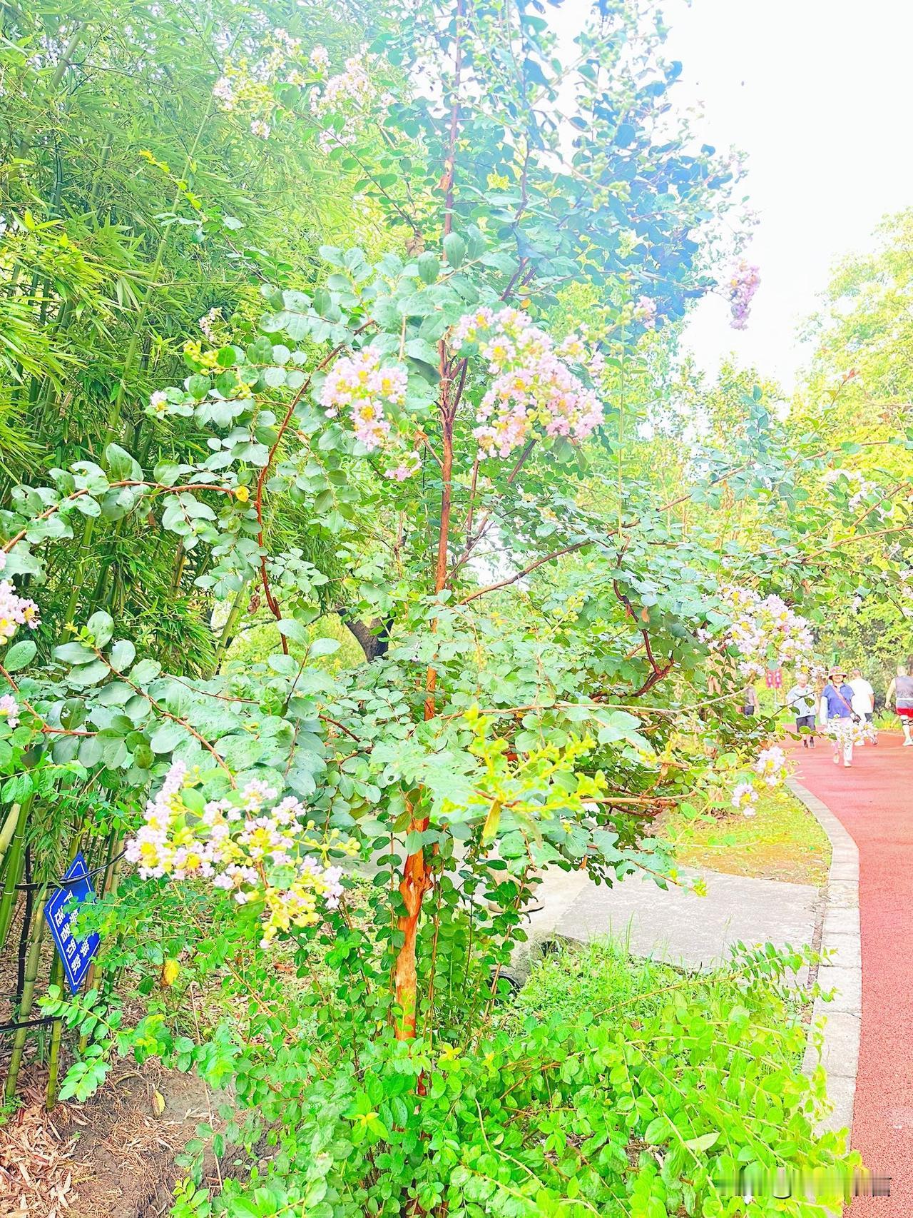 清晨，漫步公园步道，绿树繁花相伴，缓解连日高温带来的烦闷心情