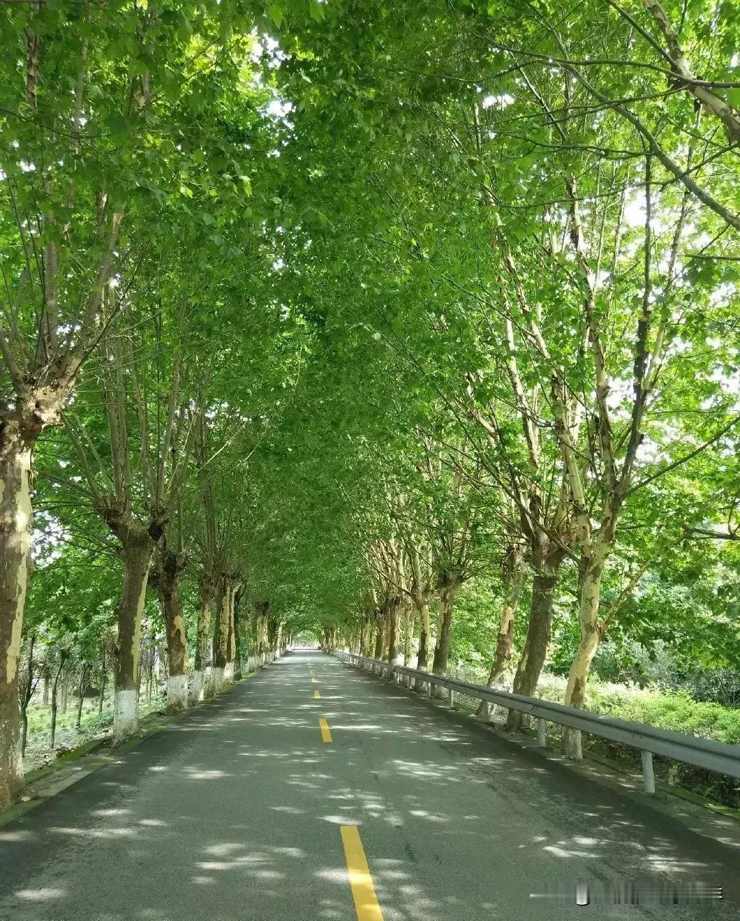 　　

　　路旁的法桐，已经静默了多年，有些茫然和不知所措……但依然繁茂地盛开。