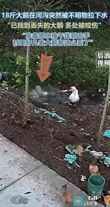 “这下解释不清了!”河南信阳，男子一个月前发现自家18斤重的大鹅不见踪影。查看监