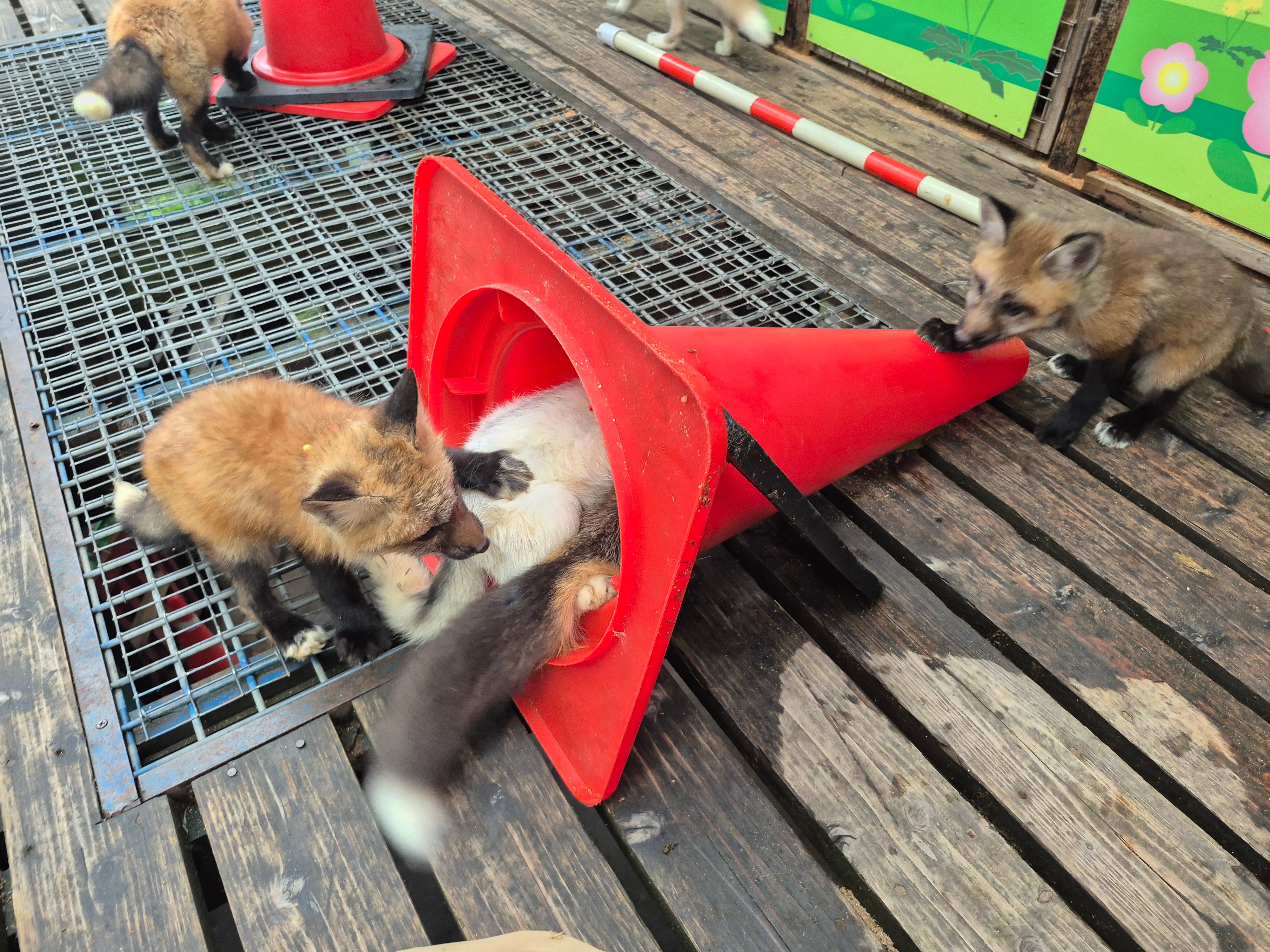 狐狸 盖了帽儿了©️kon_fox_village 