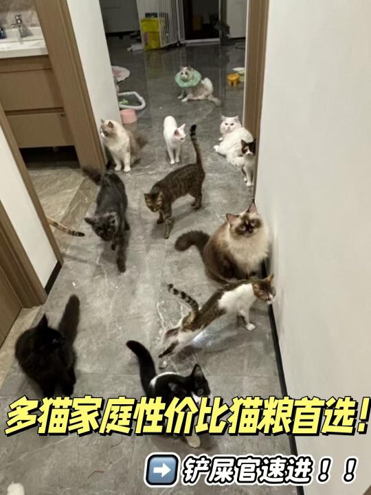 多猫家庭闭眼入！这款猫粮真的太香了！