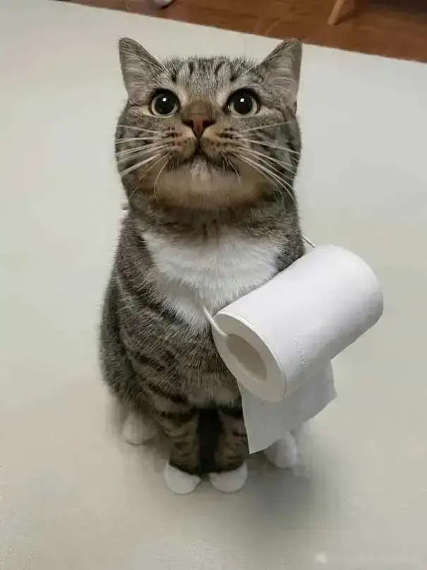 当你养了猫咪，你就会莫名的喜欢全世界的猫，看不得它们受苦！