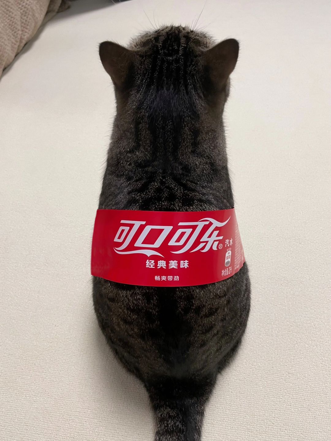 嘴馋了，看我家猫像可乐...