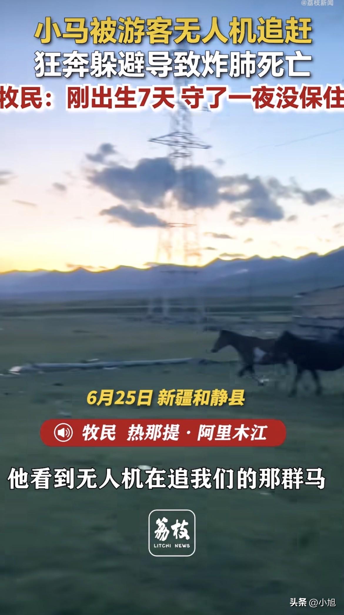 新疆和静县草原上，一匹刚出生7天的小马驹，被一架游客的无人机追到炸肺死亡。

牧