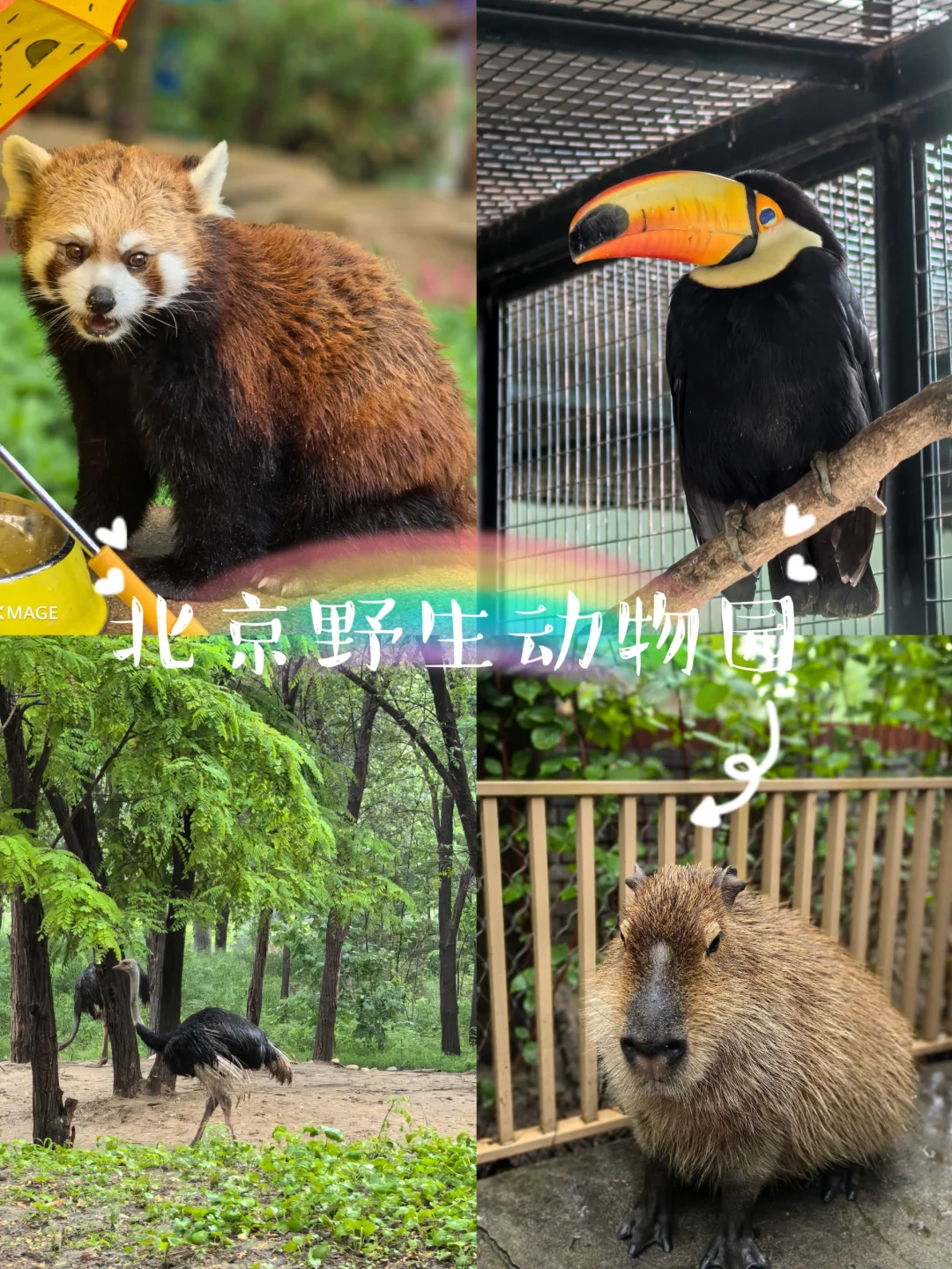 北野怎么玩终于让我弄明白啦‼️（交通篇）