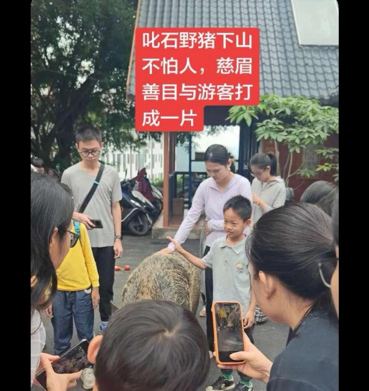 这是人工养的:如果是真正的野猪，有这么大了，那嘴巴两边的条牙很长了

 很好奇猪