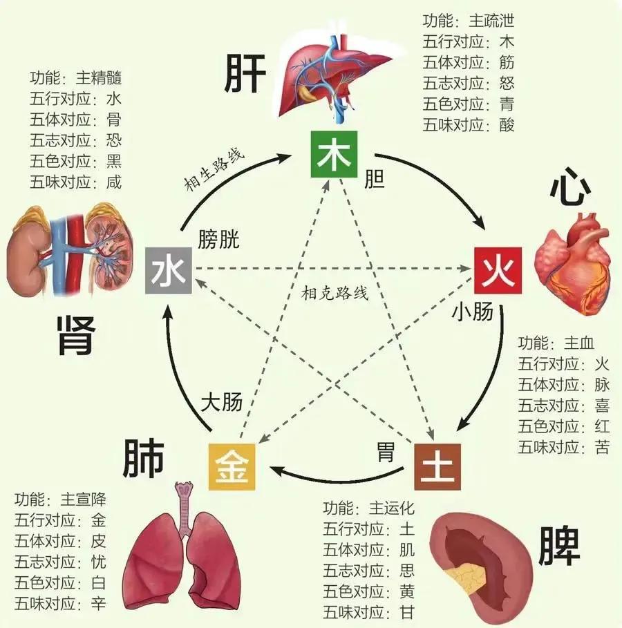 中医理论中，人的五脏是一个紧密相连的整体，它们之间通过五行相互贯通。想知道它们之