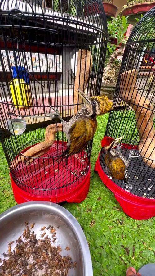 男子非法捕鸟400只，严重破坏生态，法院创新判决让其喂鸟10年。这一判罚不仅是对