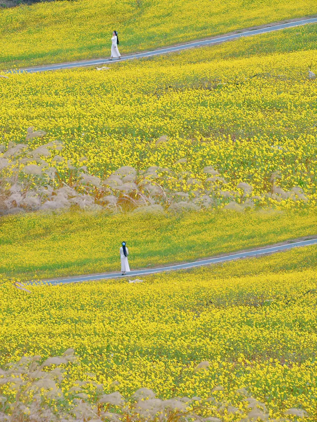 南昌！这片油菜花海，美得像幅画！！