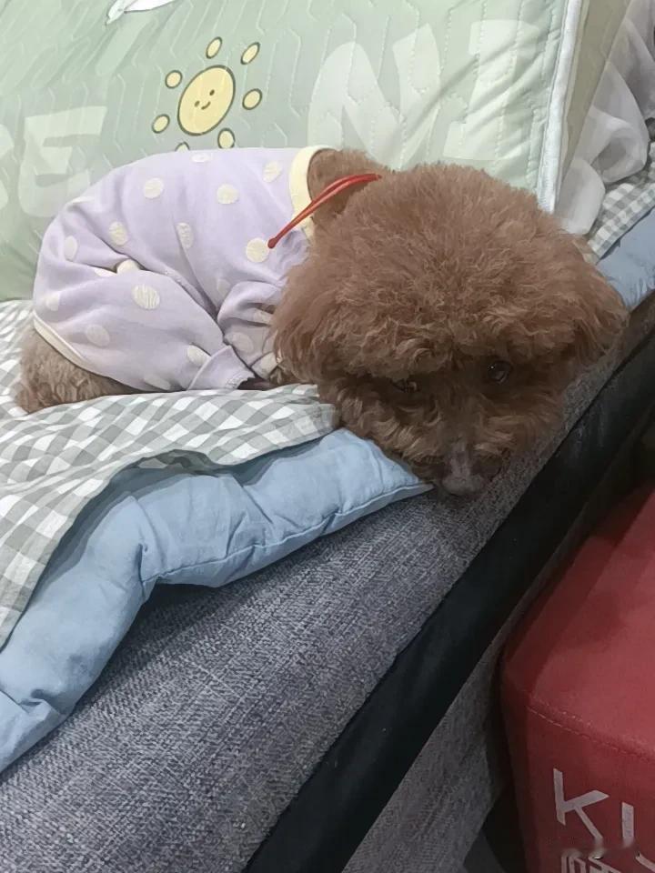 有人提议伴侣动物立法，说既能杜绝随意遗弃、恶意伤害行为，也能规范饲养管理，减少邻