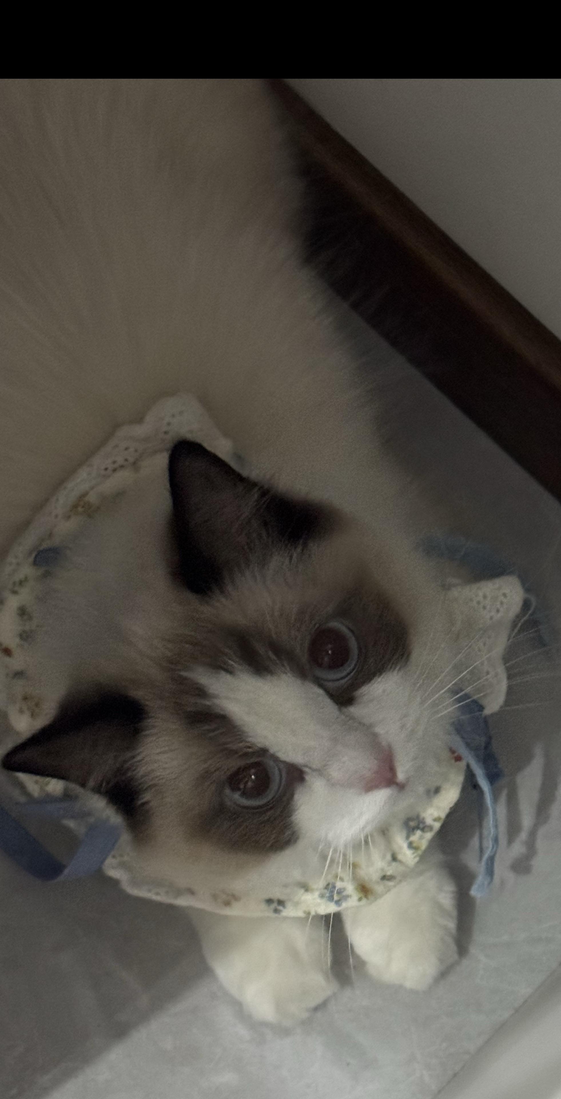 布偶猫不是猫是狗系列