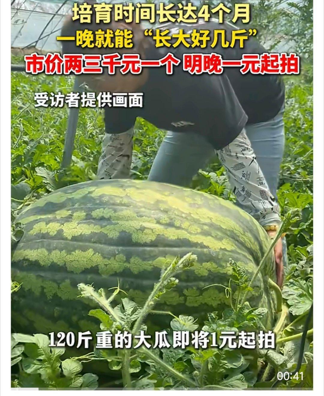 120斤重的西瓜王1元起拍 百斤巨瓜亮相一元起拍！硕大瓜身是瓜农日夜管护的成果，