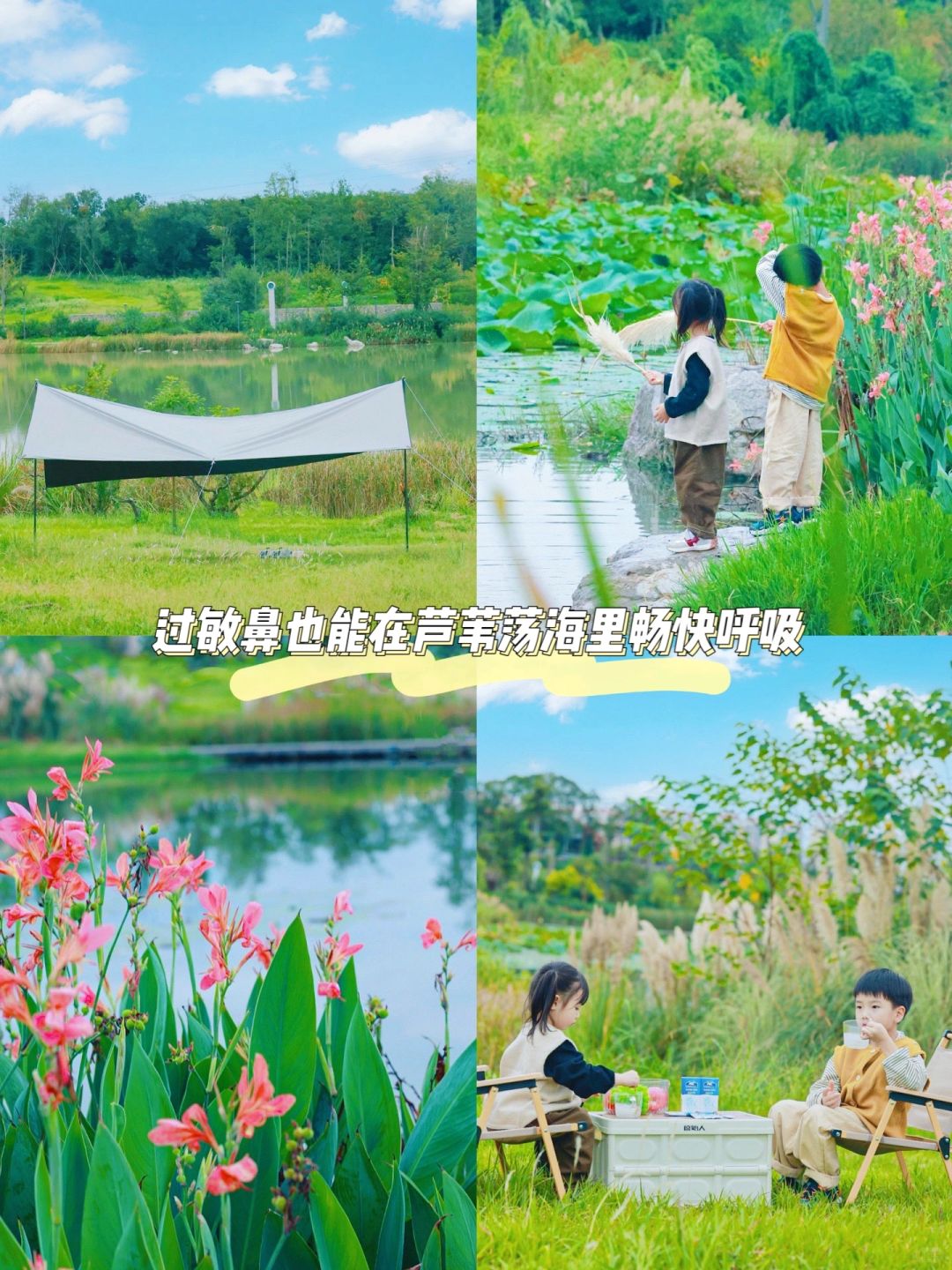 成都露营⛺️在芦苇荡海里邂逅一场秋日浪漫~