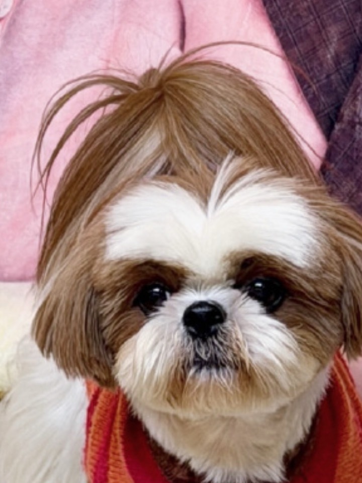 救命，檀小呆的尾巴和我的头顶好像，我的头发也差不多是这个颜色… 