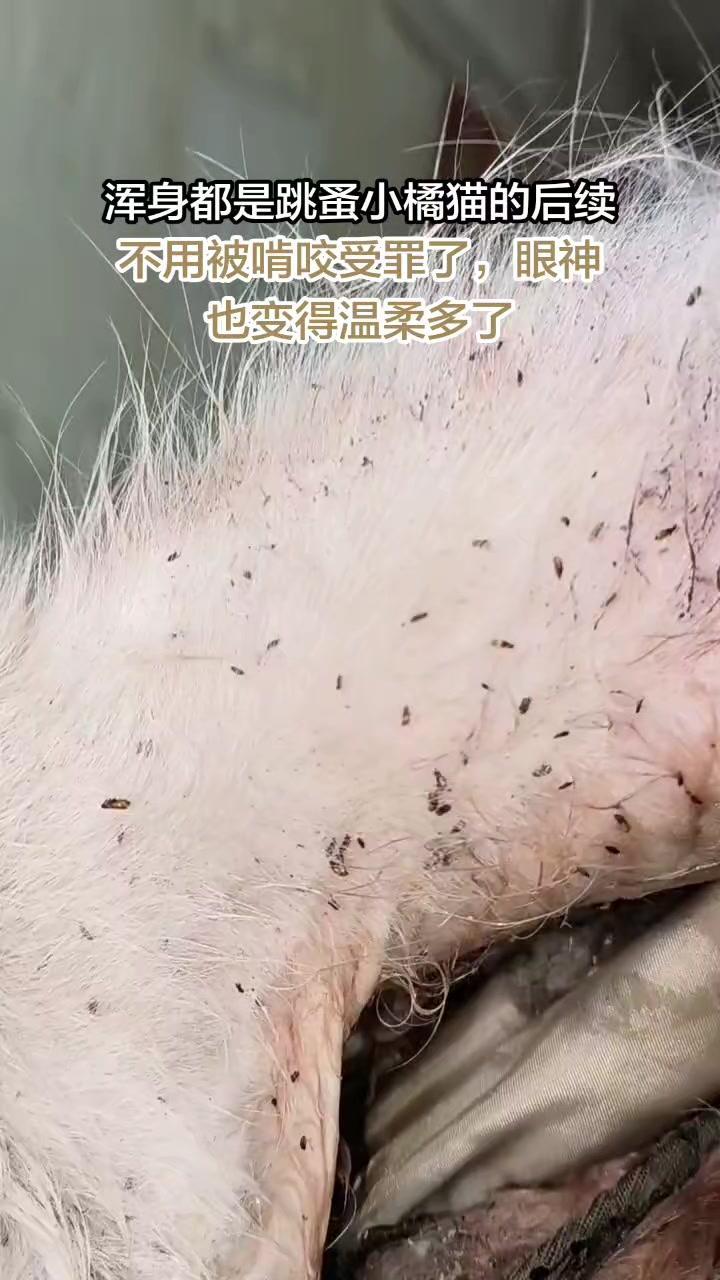 1️⃣小流浪猫浑身爬满虱子跳蚤，看着特别心疼！夏天潮湿闷热，毛孩子容易生虫子，驱