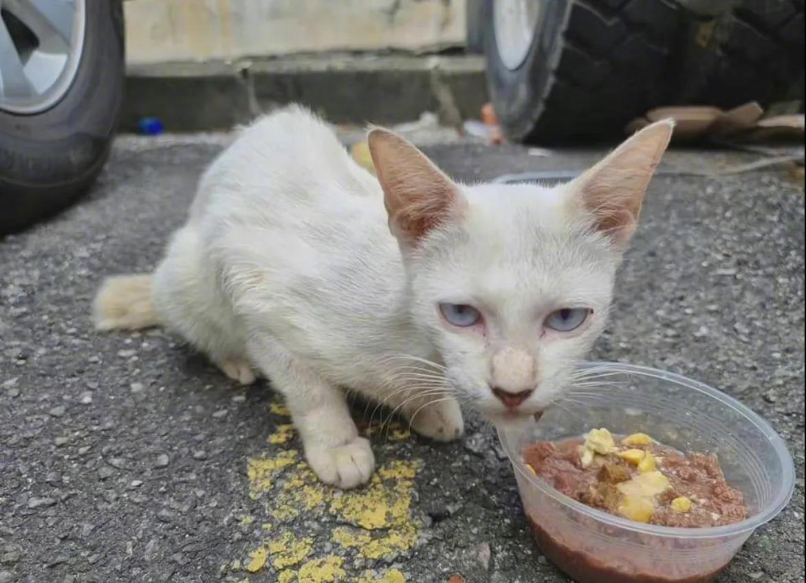 每只流浪猫，都是小天使！