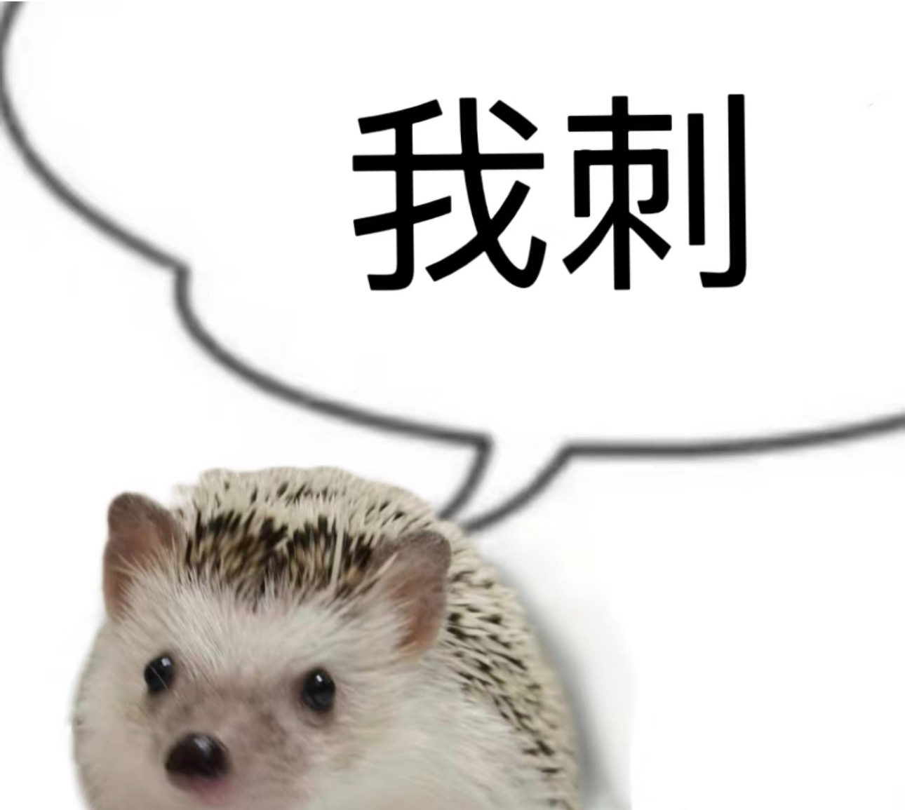 我家明珠是跟我一样被期末周带走了吗 