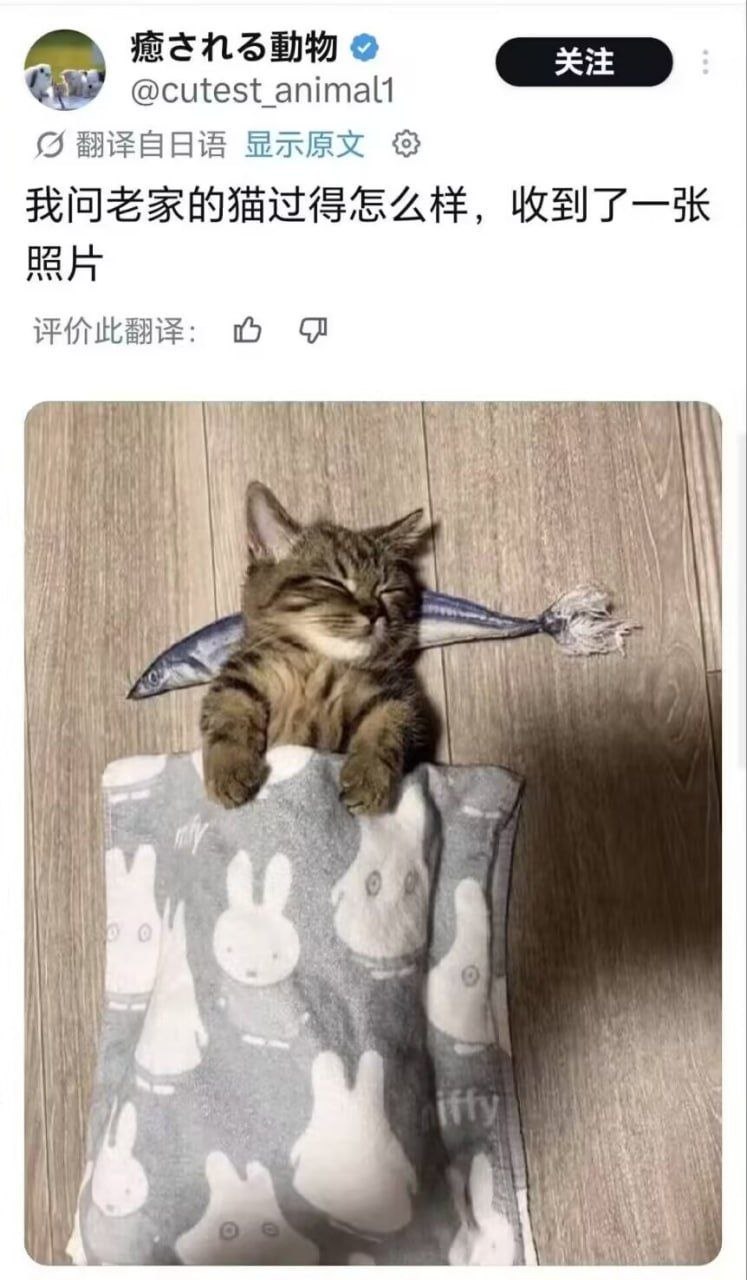 实在是太困了喵…🐈 
