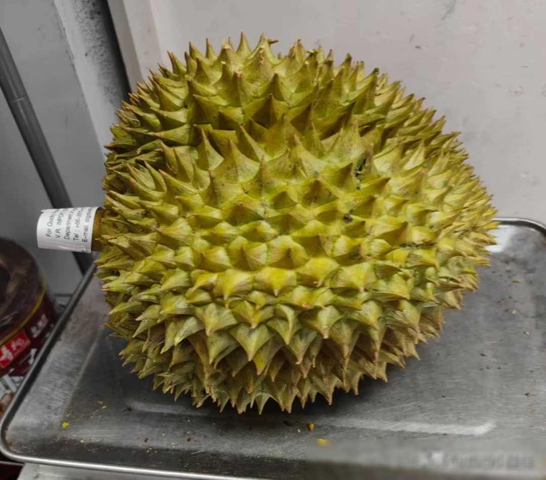 标题：婆婆的不开心：榴莲引发的家庭小矛盾
五一放假，原本计划回娘家，却因意外改变