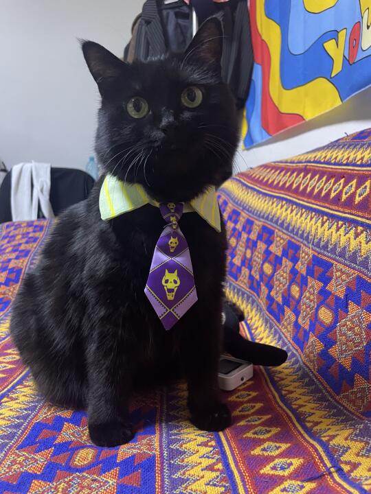 打算明天送小猫去替我上班💼