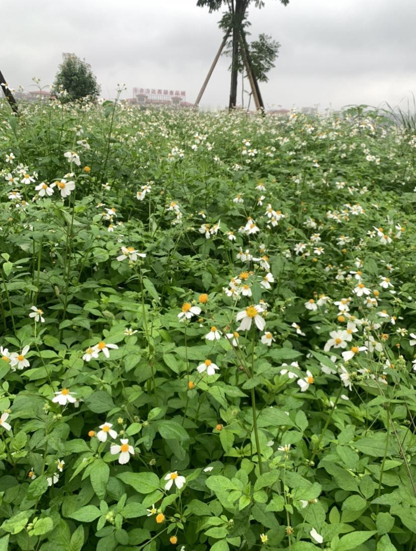 这种草就是一半是天使一半是魔鬼！

这是四川田间地头最顽强的草，长起来不扯来扔了