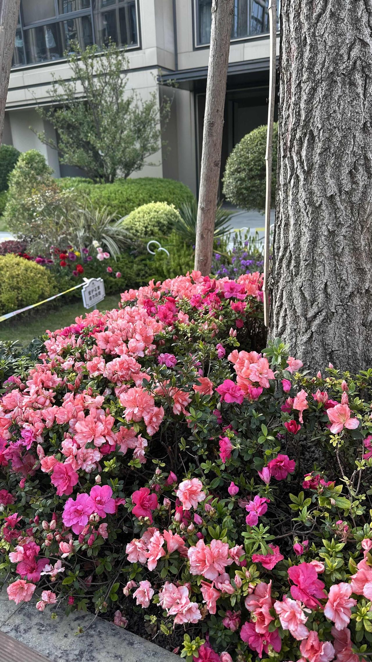 晒一晒相册里的花下午随拍了小区春日里的各种花：有粉色的杜鹃、红色的杜鹃，还有黄的