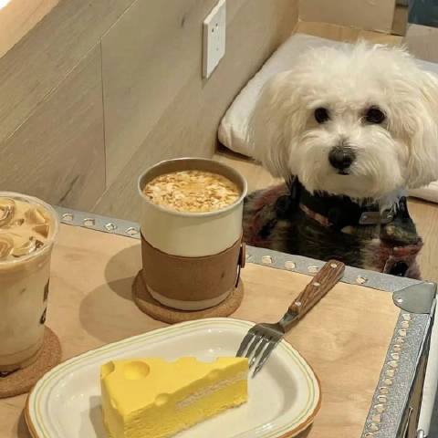 在圈内看娱日落西山