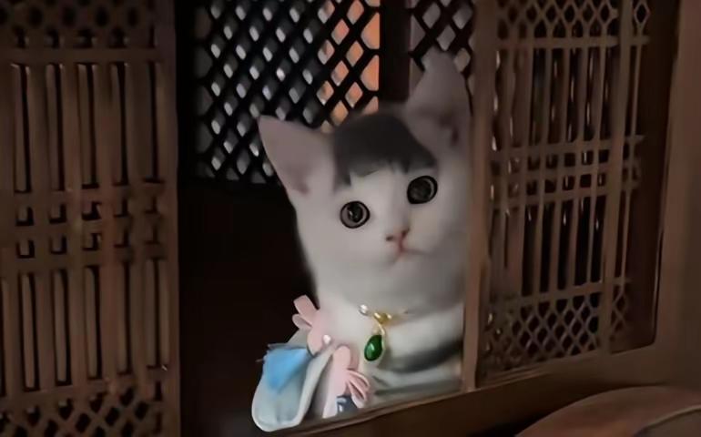 从来没有看见这么干净的猫～
一看就知道是个贵族小姐[捂脸]