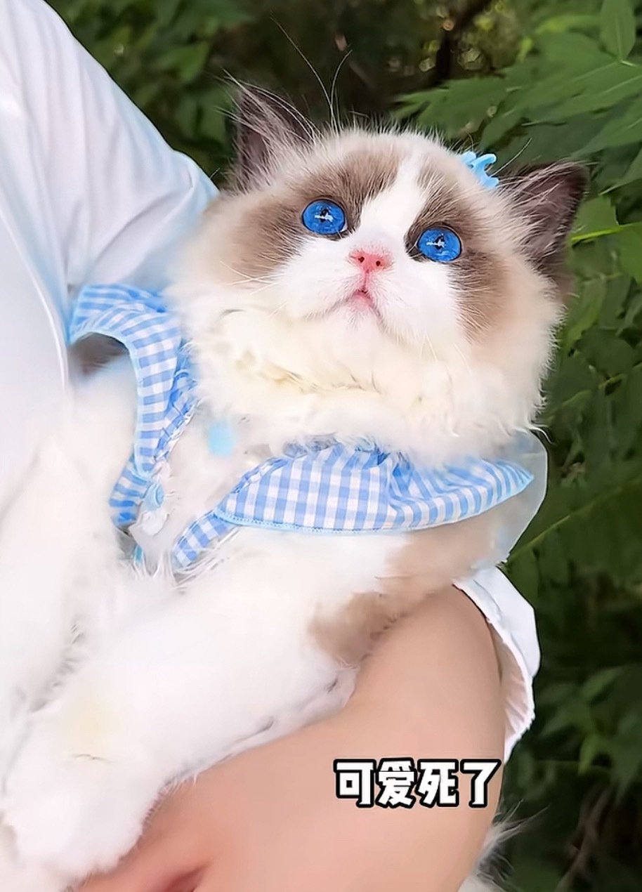 天惹，刚刷抖，这只猫三十万