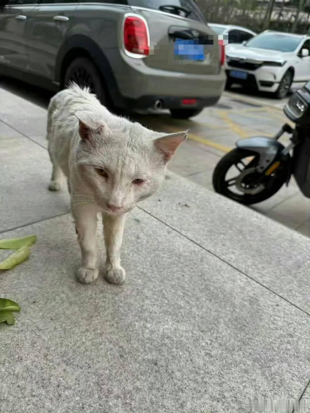 不用怀疑，这是同一个猫。萌宠 深圳